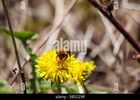 Eine Hummel, wahrscheinlich eine Wiesenhummel, sammelt Nahrung auf einer gelben Löwenzahnblüte, und der Hintergrund ist bräunliches Gras und Zweige. Stockfoto