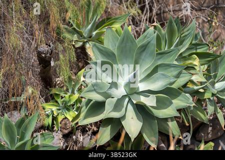 Fuchsschwanzagave (Agave attenuata), Blattrosette. Agave Attenuata, Löwenschwanz, Schwanenhals oder Fuchsschwanz Agave auf Grand Canary. Stockfoto