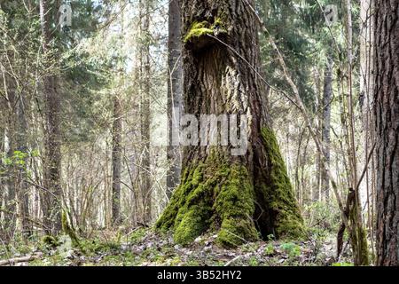Ein großer Baum mit einem massiven Stamm, dessen Basis mit hellgrünem Moos bedeckt ist, wächst in einem Wald unter anderen Bäumen und Bodenbedeckung, typica Stockfoto