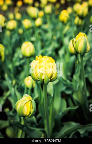 Nahaufnahme einer blühenden gelben Tulpe mit grünen äußeren Blütenblättern in einem lebhaften Frühlingsgarten, umgeben von ungeöffneten Knospen Stockfoto