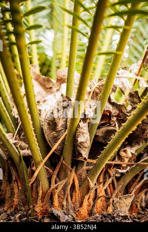 Nahaufnahme der Basis von Cycad-Pflanzen mit dicken grünen Stängeln, trockenen Blättern und spitzen Texturen. Natürliche botanische Details in einem tropischen Garten Stockfoto