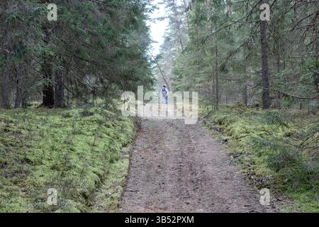 Ein Waldweg, der durch dunkle Nadelbäume und Bodenbedeckung führt, und am Ende des Weges ist eine Silhouette einer Person sichtbar. Stockfoto
