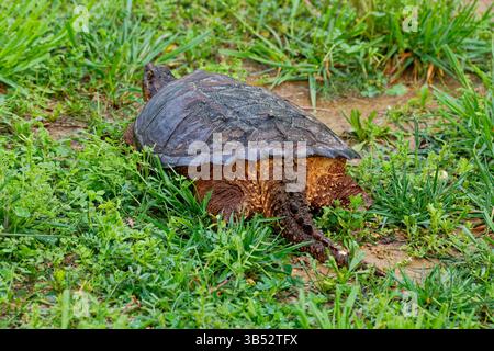 Große Erwachsene Schnappschildkröte, die mit Blick auf das hintere Ende der Schildkröte weggeht, mit einem Dinosaurier aussehenden Schwanz, der sich in der Nähe des Bodens entlang zieht Stockfoto