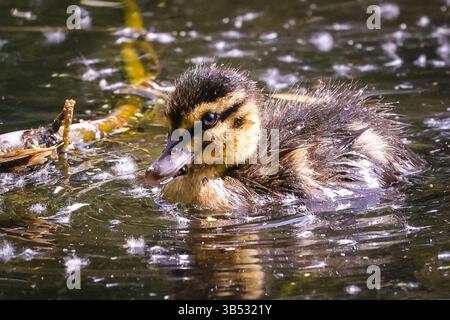 London, Großbritannien. Mai 2025. Eine Familie von Stockenten mit niedlichen und flauschigen Enten, kaum ein paar Tage alt, genießen die warme Sonne im Park und später auf dem Teich in den Kew Gardens in West London. Die Temperaturen werden heute in London am heißesten Tag des Jahres 28 Grad Celsius erreichen. Quelle: Imageplotter/Alamy Live News Stockfoto