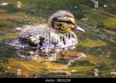 London, Großbritannien. Mai 2025. Eine Familie von Stockenten mit niedlichen und flauschigen Enten, kaum ein paar Tage alt, genießen die warme Sonne im Park und später auf dem Teich in den Kew Gardens in West London. Die Temperaturen werden heute in London am heißesten Tag des Jahres 28 Grad Celsius erreichen. Quelle: Imageplotter/Alamy Live News Stockfoto
