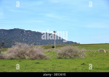 Große Gruppe von Störchen, die in der Nähe von El Higueron, Cordoba, Andalusien in Spanien ruhen Stockfoto