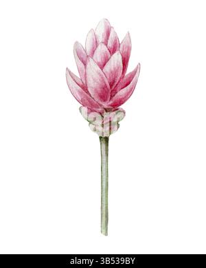 Rote Ingwerblume am Stiel Hand gezeichnet Aquarellillustration botanische Kunst isoliert Stockfoto