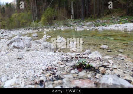 Flacher Fluss mit Kieselsteinen und kristallklarem Wasser in der alpinen Natur Stockfoto