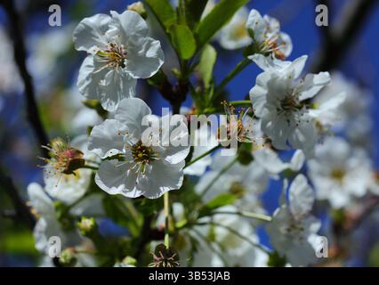 Frühlingsblumen. Apfelblüte in voller Blüte. Selektiver oberflächlicher Fokus auf die nächste Blüte. Oeiras, Lissabon, Portugal. Stockfoto