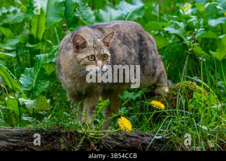 Europäische Wildkatze / Wildkatze (Felis silvestris silvestris) auf der Suche in Grünland/Wiese Stockfoto