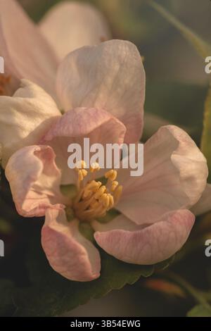 Makrofoto einer zarten Apfelblüte mit zarten rosa und weißen Blütenblättern, bei natürlichem Licht einfangen. Geringe Schärfentiefe und Bokeh-Hintergrund Stockfoto