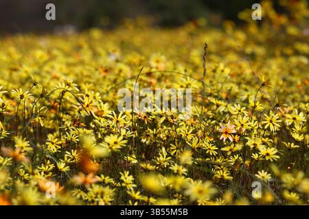 Namaqualand im Frühling Stockfoto