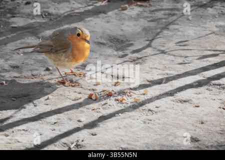 Robin Redbrust nimmt Nussstücke auf Stockfoto