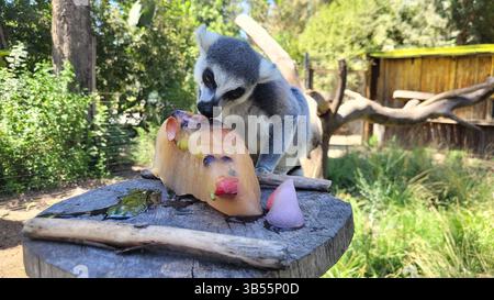 28. Juli 2022, Ramat Gan, Israel: RingschwanzLemuren werden im Safari Zoological Center in der Nähe von Tel Aviv mit hausgemachtem Fruchteis behandelt, wenn der Hitzestress steigt und die Temperaturen 32 °C (90 °F) bei 80 % Luftfeuchtigkeit erreichen. Das israelische Verteidigungsministerium hat die Bedrohungskarte der stateâ Anfang dieser Woche um extremes Wetter erweitert und einen Notfallplan für extrem hohe Temperaturen erstellt. (Foto: © Sagit Horowitz/Safari Zoological via ZUMA Press Wire) Stockfoto