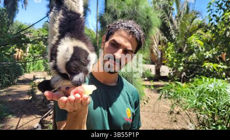 28. Juli 2022, Ramat Gan, Israel: RingschwanzLemuren werden im Safari Zoological Center in der Nähe von Tel Aviv mit hausgemachtem Fruchteis behandelt, wenn der Hitzestress steigt und die Temperaturen 32 °C (90 °F) bei 80 % Luftfeuchtigkeit erreichen. Das israelische Verteidigungsministerium hat die Bedrohungskarte der stateâ Anfang dieser Woche um extremes Wetter erweitert und einen Notfallplan für extrem hohe Temperaturen erstellt. (Foto: © Sagit Horowitz/Safari Zoological via ZUMA Press Wire) Stockfoto