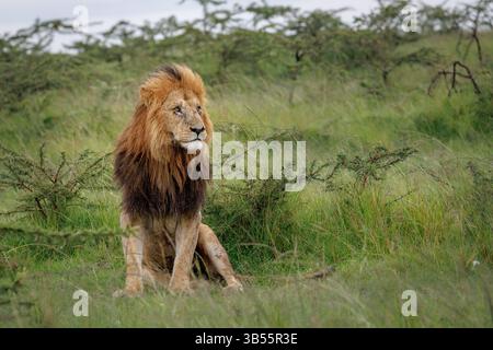 Der ältere Löwe sitzt dem Betrachter gegenüber in einem grünen grasbewachsenen Hintergrund und blickt nach links, masai Mara, kenia. Stockfoto
