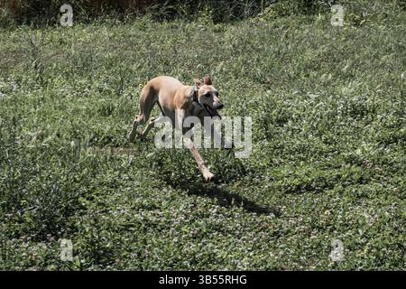 Ivo, der spanische windhund, der in einem Park läuft und spielt Stockfoto