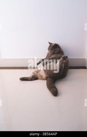 Eine britische Kurzhaar-blaue Katze jagt einen Katzenspielzeug-Zauberstab auf einem blauen Sofa, spielt aufgeregt und glücklich, springt ununterbrochen wie ein Jäger, der versucht zu fangen Stockfoto