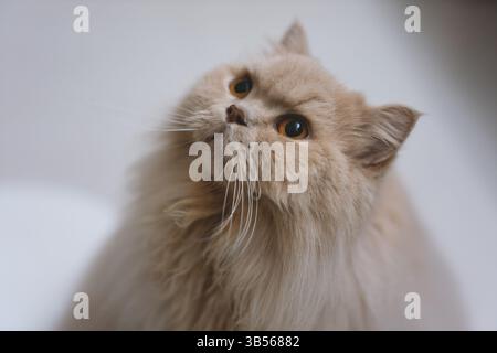 Eine gelbe britische Langhaarkatze, die drinnen auf dem Balkon steht und sich in der Sonne sonnt, während sie die Brise genießt Stockfoto