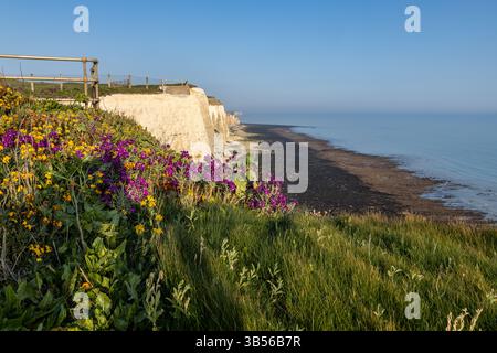 Telescombe Cliffs an der Küste von Sussex, mit Wildblumen im Vordergrund und im Meer darunter Stockfoto