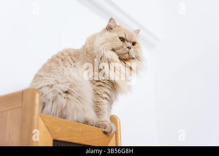 Eine gelbe britische Langhaarkatze, die drinnen auf dem Balkon steht und sich in der Sonne sonnt, während sie die Brise genießt Stockfoto
