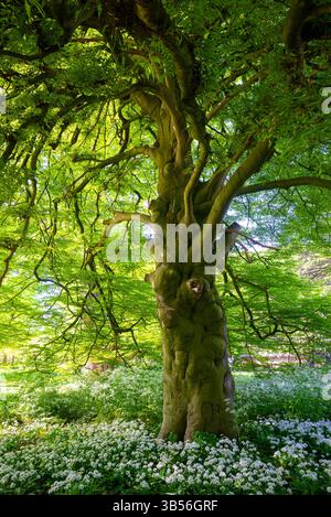 Wunderschöner Blick auf eine hohe europäische Buche (Fagus Sylvatica Aspleniifolia) in Hortus Botanicus Leiden, dem ältesten botanischen Garten der Niederlande Stockfoto