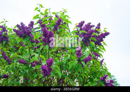 Violette Blüten von Flieder (Syringa vulgaris Stockfoto