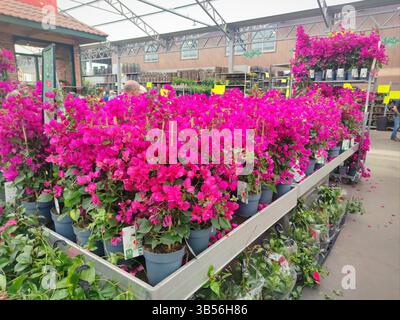 Violette bis rosafarbene Blüten vieler Topfpflanzen von Bougainvillea im Gartenzentrum Van der Spek in Zevenhuizen, Niederlande Stockfoto