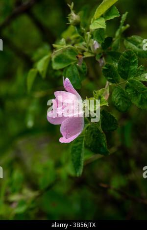 Rosa canina, die Hundelrose, ist eine in Europa, Nordwestafrika und Westasien heimische wilde Rosenart. Stockfoto