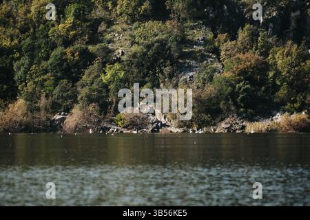 Eine Gruppe von Pelikanen ruht am bewaldeten felsigen Ufer des Skadar-Sees in Montenegro, zwischen dem Herbstlaub und der ruhigen Wasseroberfläche Stockfoto