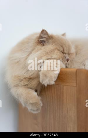 Eine britische Langhaarkatze genießt die Sonne und macht ein Nickerchen auf dem Katzenbaum. Die flauschige Katze sieht entspannt und zufrieden aus und saugt die Wärme und den Komfort auf Stockfoto