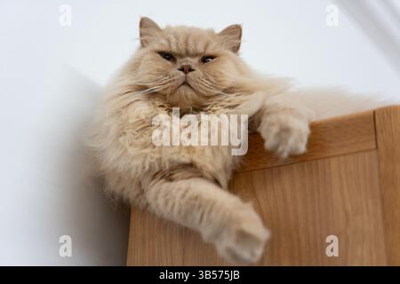 Eine gelbe britische Langhaarkatze, die drinnen auf dem Balkon steht und sich in der Sonne sonnt, während sie die Brise genießt Stockfoto