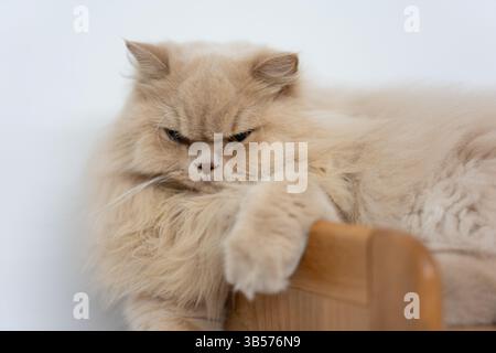 Eine gelbe britische Langhaarkatze, die drinnen auf dem Balkon steht und sich in der Sonne sonnt, während sie die Brise genießt Stockfoto