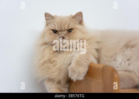 Eine gelbe britische Langhaarkatze, die drinnen auf dem Balkon steht und sich in der Sonne sonnt, während sie die Brise genießt Stockfoto