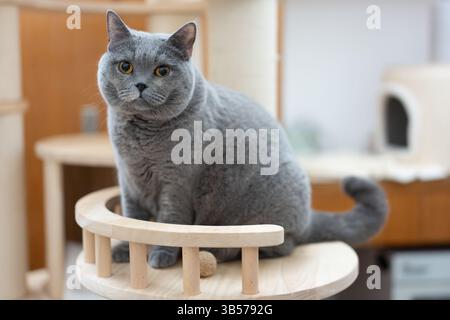 Eine übergewichtige britische Kurzhaar-blaue Katze fiel wegen ihrer Fettleibigkeit fast von einem Katzenbaum. Stockfoto