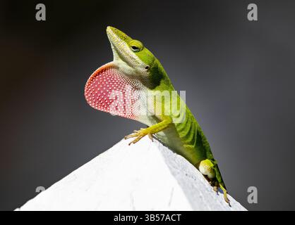 Carolina Anole-Eidechse posiert mit roter Taufe, isoliert vor dunkelgrauem Hintergrund Stockfoto