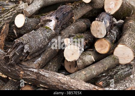 Stapel von frisch geschnittenen Brennholzstämmen mit rauer Rinde und Moos auf einem natürlichen Hintergrund im Freien. Das Konzept der Forstwirtschaft, der Brennstoffindustrie und der Holzindustrie Stockfoto