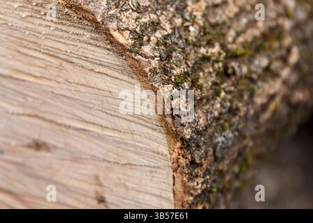 Detaillierte Nahaufnahme eines geschnittenen Baumstamms mit sichtbaren Wachstumsringen und strukturierter Rinde mit Moos, aufgenommen in einer natürlichen Umgebung im Freien Stockfoto