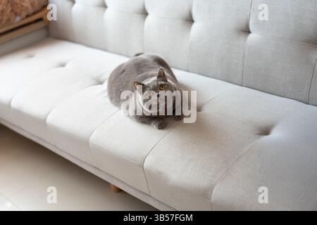 Eine blau-graue britische Kurzhaarkatze spielt drinnen, jagt einem Katzenteaser nach und springt herum, um zu konkurrieren, um zu sehen, wer sie zuerst fangen kann Stockfoto