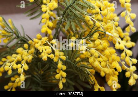 Nahaufnahme blühender gelber Mimosa-Blüten mit weichen grünen Blättern, fotografiert in natürlichem Licht auf einem unscharfen neutralen Hintergrund, symbolisiert den Frühling Stockfoto