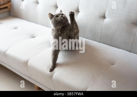 Eine blau-graue britische Kurzhaarkatze spielt drinnen, jagt einem Katzenteaser nach und springt herum, um zu konkurrieren, um zu sehen, wer sie zuerst fangen kann Stockfoto