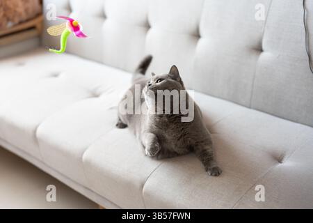 Eine blau-graue britische Kurzhaarkatze spielt drinnen, jagt einem Katzenteaser nach und springt herum, um zu konkurrieren, um zu sehen, wer sie zuerst fangen kann Stockfoto