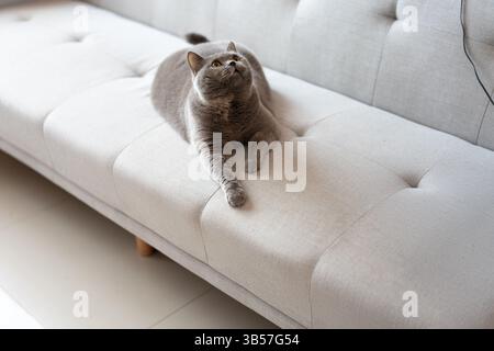 Eine blau-graue britische Kurzhaarkatze spielt drinnen, jagt einem Katzenteaser nach und springt herum, um zu konkurrieren, um zu sehen, wer sie zuerst fangen kann Stockfoto