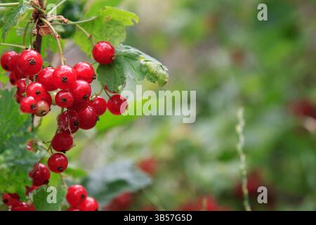 Reife rote Johannisbeeren hängen an einem Zweig mit grünen Blättern, natürlicher Stil, verschwommener Gartenhintergrund, Konzept der ökologischen Landwirtschaft und Ernte Stockfoto