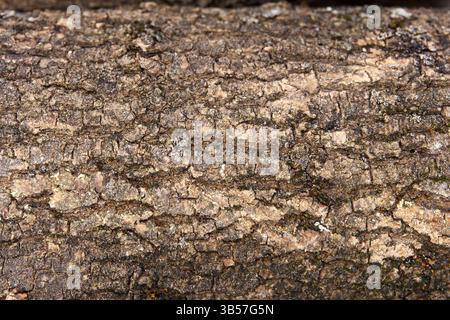 Detaillierte Nahaufnahme der Baumrinde mit rauer Textur, Rissen und subtilem Mooswachstum. Natürliche Brauntöne mit komplexen organischen Mustern Stockfoto