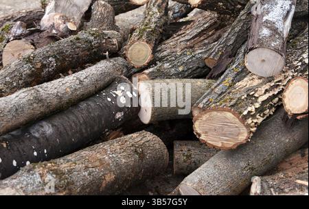 Stapel trockengeschnittener Brennholzstämme mit unterschiedlichen Durchmessern und rauer Rinde und Moos auf einem natürlichen Hintergrund im Freien. Das Konzept der Forstwirtschaft, des Treibstoffs und der Loggingewinnung Stockfoto