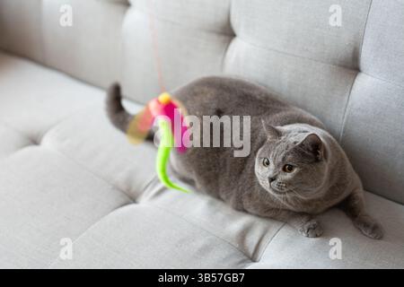 Eine blau-graue britische Kurzhaarkatze spielt drinnen, jagt einem Katzenteaser nach und springt herum, um zu konkurrieren, um zu sehen, wer sie zuerst fangen kann Stockfoto
