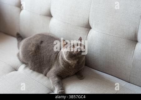 Eine blau-graue britische Kurzhaarkatze spielt drinnen, jagt einem Katzenteaser nach und springt herum, um zu konkurrieren, um zu sehen, wer sie zuerst fangen kann Stockfoto