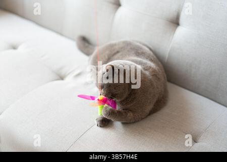 Eine blau-graue britische Kurzhaarkatze spielt drinnen, jagt einem Katzenteaser nach und springt herum, um zu konkurrieren, um zu sehen, wer sie zuerst fangen kann Stockfoto