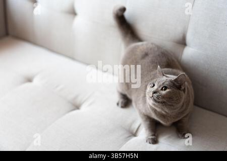 Eine blau-graue britische Kurzhaarkatze spielt drinnen, jagt einem Katzenteaser nach und springt herum, um zu konkurrieren, um zu sehen, wer sie zuerst fangen kann Stockfoto